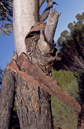 APII jpeg image of Eucalyptus moderata  © contact APII