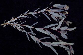 APII jpeg image of Eucalyptus oleosa subsp. oleosa  © contact APII