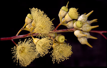 APII jpeg image of Eucalyptus hypolaena  © contact APII