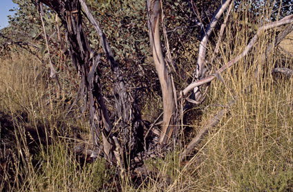 APII jpeg image of Eucalyptus oxymitra  © contact APII