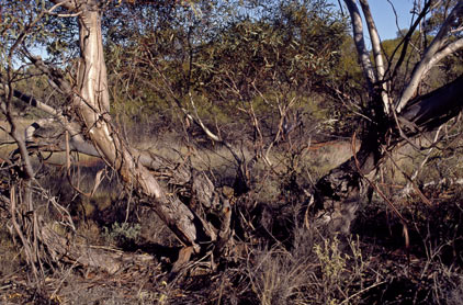 APII jpeg image of Eucalyptus eremicola subsp. peeneri  © contact APII