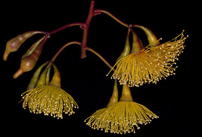 APII jpeg image of Eucalyptus pimpiniana  © contact APII