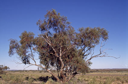 APII jpeg image of Eucalyptus striaticalyx  © contact APII