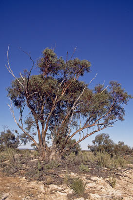 APII jpeg image of Eucalyptus striaticalyx  © contact APII