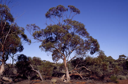 APII jpeg image of Eucalyptus yilgarnensis  © contact APII