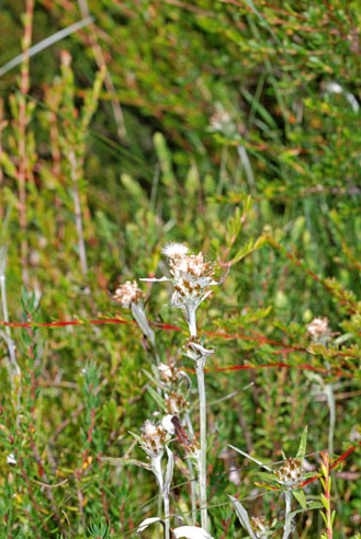 APII jpeg image of Euchiton involucratus  © contact APII