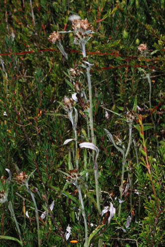 APII jpeg image of Euchiton involucratus  © contact APII