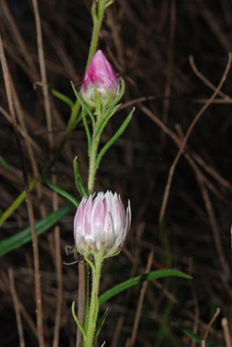 APII jpeg image of Helichrysum adenophorum var. waddelliae  © contact APII