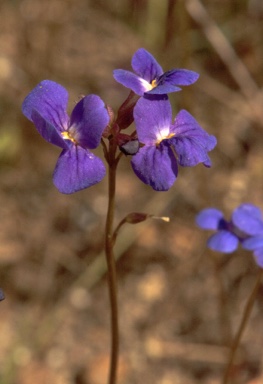 APII jpeg image of Lindernia lobelioides  © contact APII