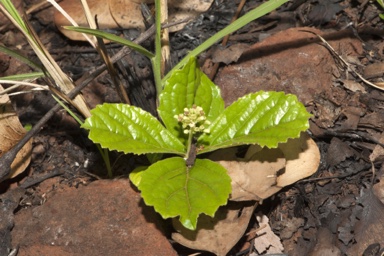 APII jpeg image of Premna herbacea  © contact APII