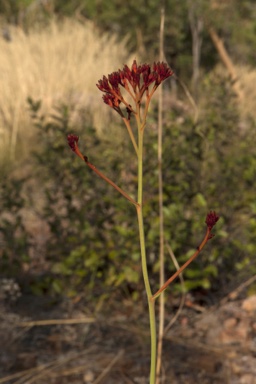 APII jpeg image of Haemodorum coccineum  © contact APII