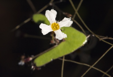 APII jpeg image of Nymphoides planosperma  © contact APII