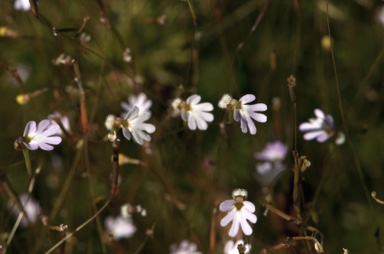 APII jpeg image of Stylidium ericksoniae  © contact APII