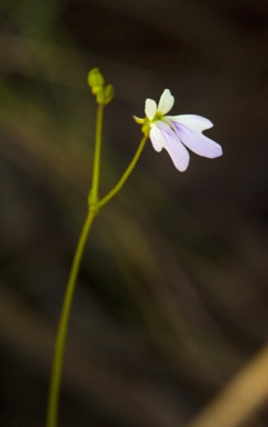 APII jpeg image of Stylidium longicornu  © contact APII