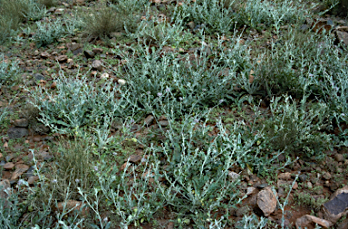 APII jpeg image of Ptilotus sessilifolius  © contact APII