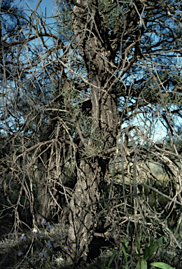 APII jpeg image of Hakea divaricata  © contact APII