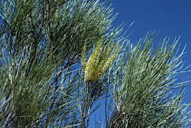 APII jpeg image of Grevillea stenobotrya  © contact APII