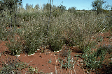 APII jpeg image of Eragrostis laniflora  © contact APII