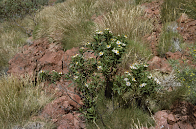 APII jpeg image of Olearia ferresii  © contact APII