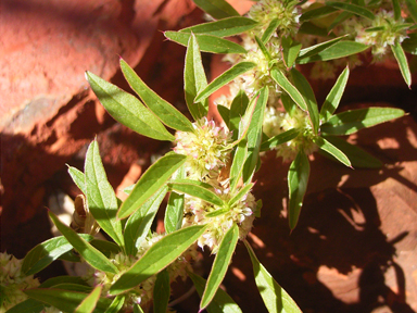 APII jpeg image of Amaranthus cuspidifolius  © contact APII