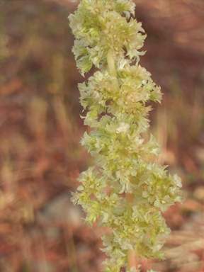 APII jpeg image of Amaranthus undulatus  © contact APII