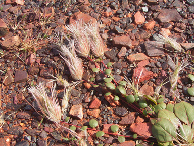 APII jpeg image of Ptilotus trichocephalus  © contact APII