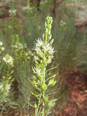 APII jpeg image of Lepidium platypetalum  © contact APII