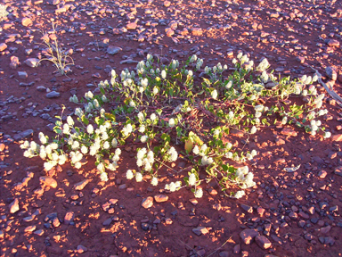 APII jpeg image of Ptilotus roei  © contact APII