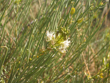 APII jpeg image of Lepidium platypetalum  © contact APII