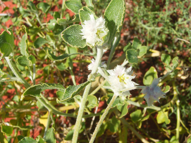 APII jpeg image of Ptilotus latifolius  © contact APII