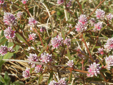 APII jpeg image of Scaevola calendulacea,<br/>Ptilotus gomphrenoides  © contact APII