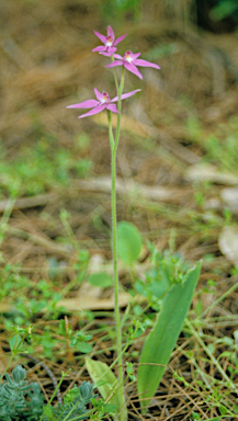 APII jpeg image of Caladenia latifolia  © contact APII