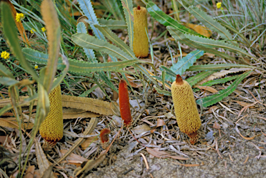 APII jpeg image of Banksia petiolaris  © contact APII