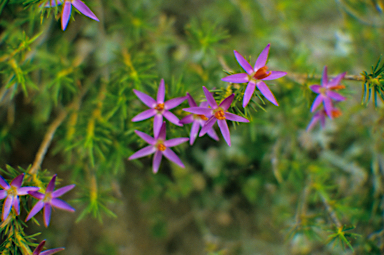 APII jpeg image of Calectasia narragara  © contact APII