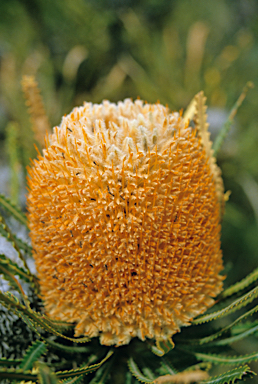 APII jpeg image of Banksia prionotes  © contact APII
