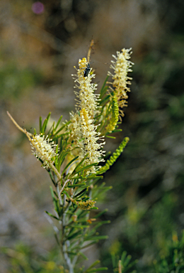 APII jpeg image of Grevillea trachytheca  © contact APII