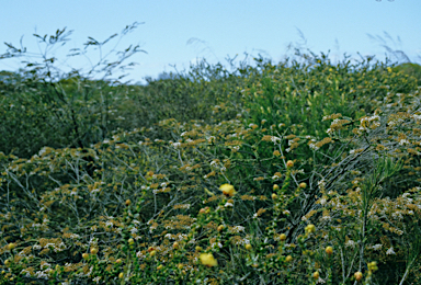 APII jpeg image of Scholtzia uberiflora  © contact APII