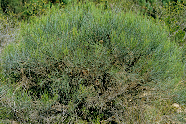 APII jpeg image of Allocasuarina campestris  © contact APII