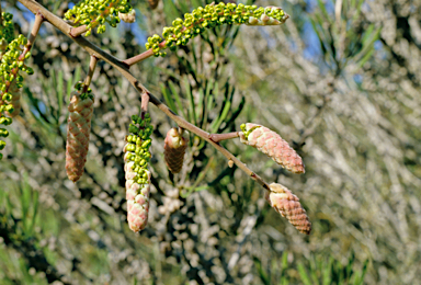 APII jpeg image of Grevillea leucopteris  © contact APII