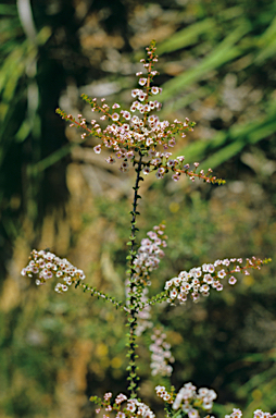 APII jpeg image of Scholtzia uberiflora  © contact APII