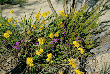 APII jpeg image of Conostylis aculeata  © contact APII