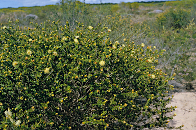 APII jpeg image of Melaleuca megacephala  © contact APII