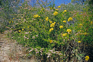 APII jpeg image of Conostylis aculeata  © contact APII