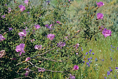 APII jpeg image of Corymbia calophylla  © contact APII