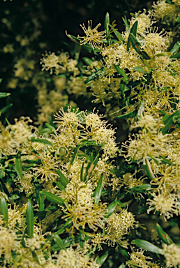 APII jpeg image of Grevillea argyrophylla  © contact APII