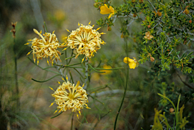 APII jpeg image of Isopogon drummondii  © contact APII