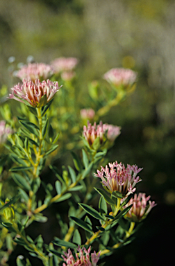 APII jpeg image of Pimelea calcicola  © contact APII