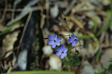 APII jpeg image of Chamaescilla corymbosa  © contact APII