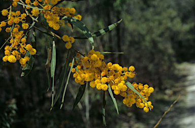 APII jpeg image of Acacia saligna  © contact APII