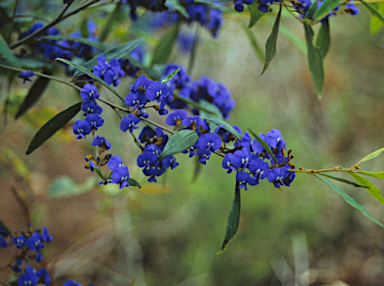 APII jpeg image of Hovea elliptica  © contact APII